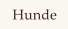 Hunde